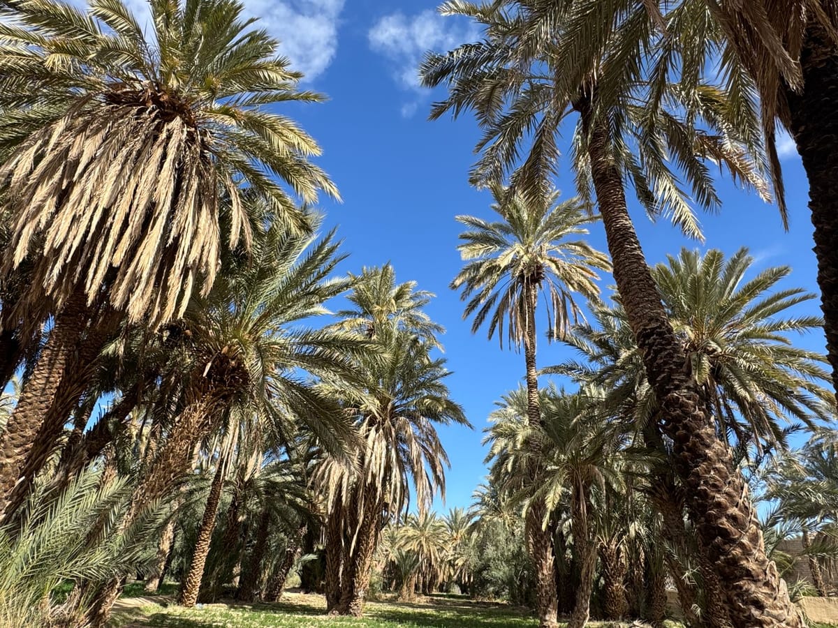 Arbres monumentaux de la Costa Blanca : ficus, palmiers et oliviers millénaires