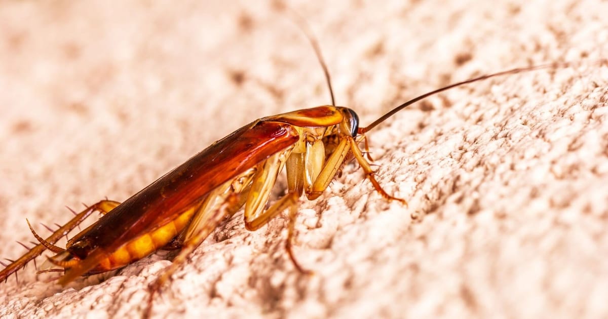 The cucaracha: an (almost) fond ode to the Costa Blanca cockroach