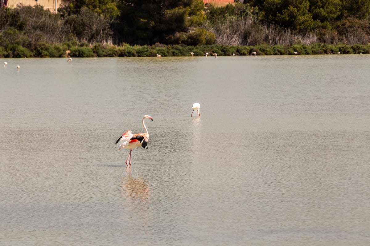 Où voir des flamants roses au coucher du soleil sur la Costa Blanca ?