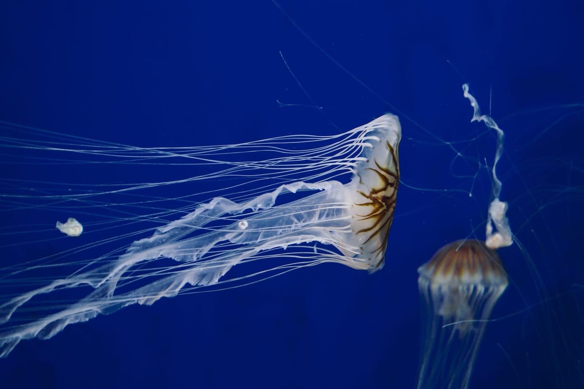 Jellyfish on Costa Blanca beaches: spotting them, reacting, staying safe