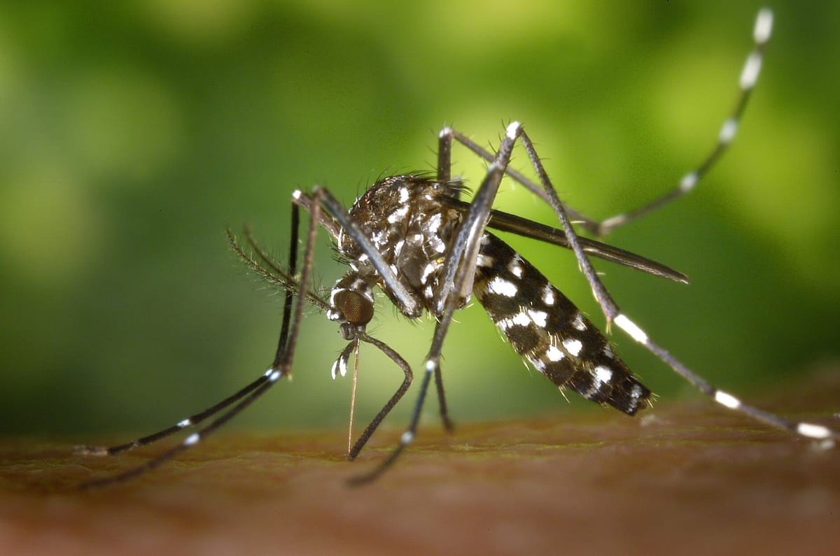 Mosquitoes on the Costa Blanca: an investigation into your summer enemy