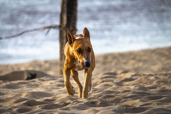 Emménager sur la Costa Blanca avec ton animal : papiers, interdits, avion et train