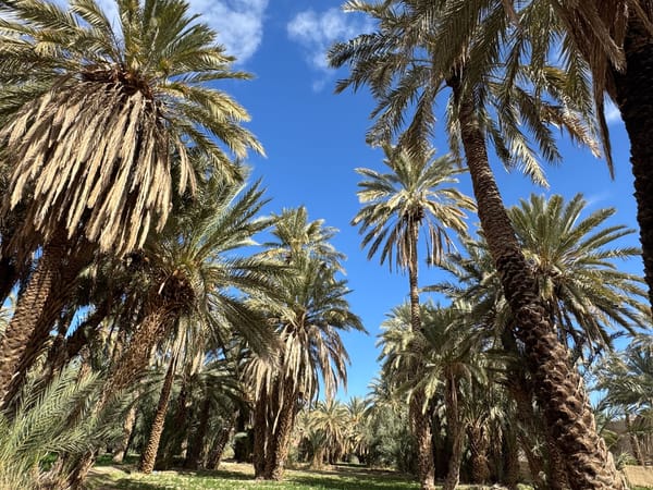 Arbres monumentaux de la Costa Blanca : ficus, palmiers et oliviers millénaires