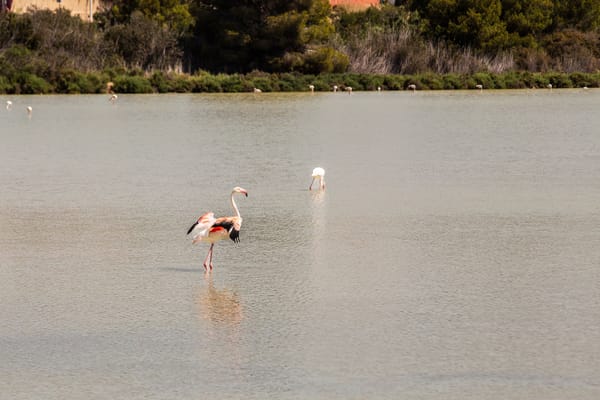 Où voir des flamants roses au coucher du soleil sur la Costa Blanca ?