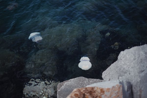 Méduses sur les plages de la Costa Blanca : reconnaître, réagir, se protéger