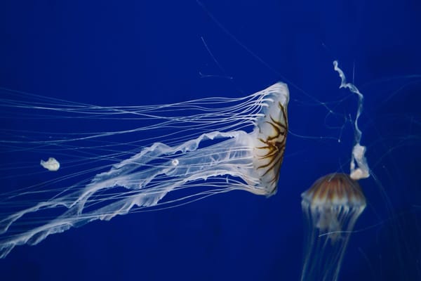 Medusas en las playas de la Costa Blanca: reconocerlas, reaccionar y prevenir